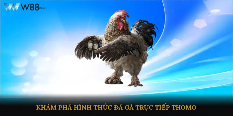 Khám phá hình thức đá gà trực tiếp Thomo