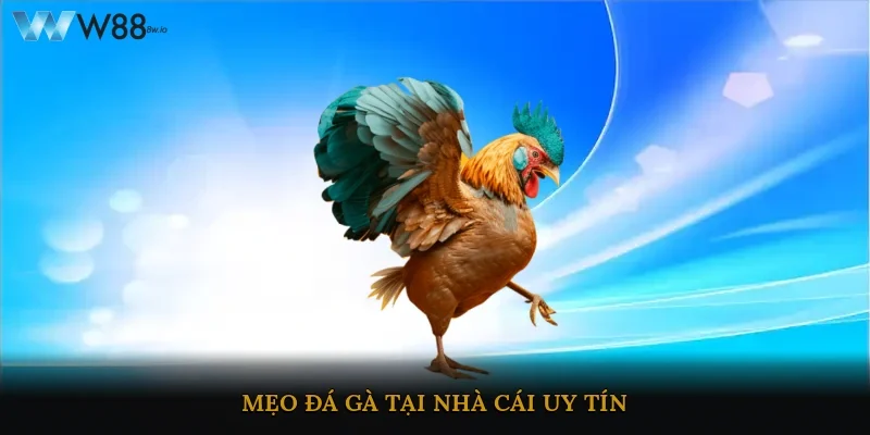 Mẹo đá gà tại nhà cái uy tín