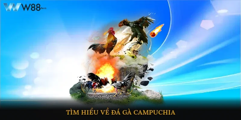 Tìm hiểu về Đá gà Campuchia 